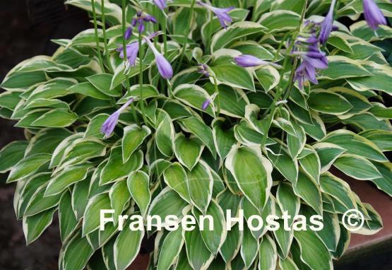 Hosta Hush Puppie